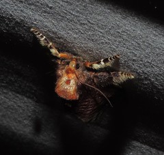 Doratifera oxleyi