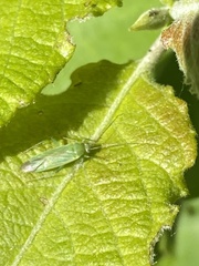 Orthotylus marginalis