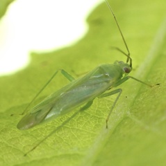 Orthotylus marginalis