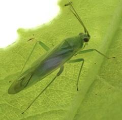 Orthotylus marginalis