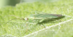 Orthotylus marginalis