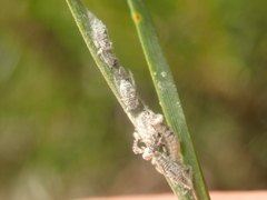 Schizolachnus pineti