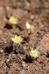 Ornithogalum rupestre