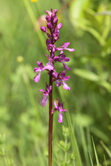 Anacamptis palustris