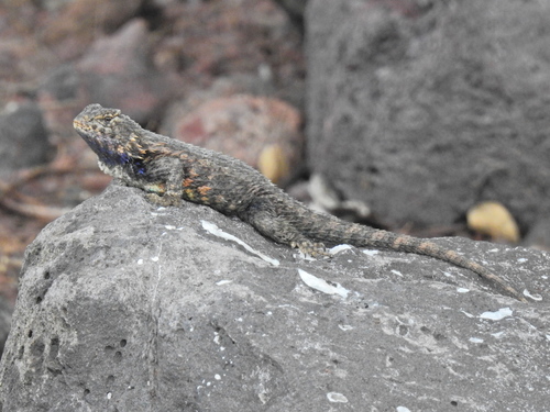 Eastern Spiny Lizard