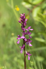 Anacamptis palustris