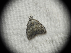 Meganola strigula