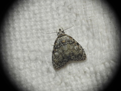 Meganola strigula