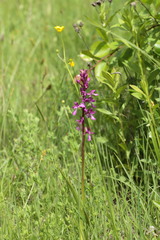 Anacamptis palustris