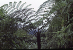 Sphaeropteris glauca