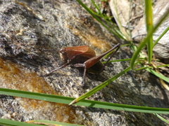 Psorodonotus caucasicus