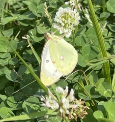 Colias poliographus