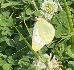 Colias poliographus