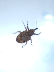 Conotrachelus seniculus