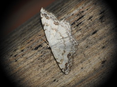Scopula decorata