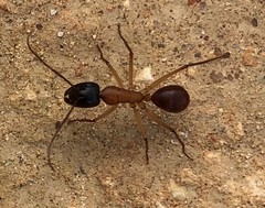 Camponotus nigriceps