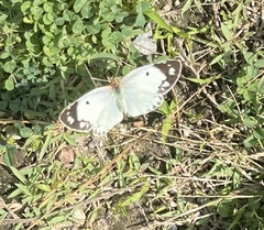 Colias poliographus