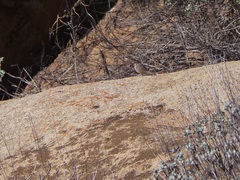 Aimophila ruficeps canescens