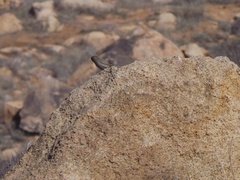 Aimophila ruficeps canescens