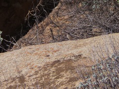 Aimophila ruficeps canescens