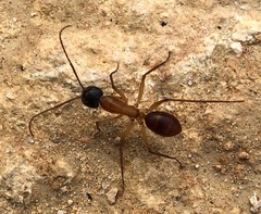 Camponotus nigriceps