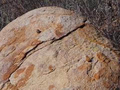 Aimophila ruficeps canescens