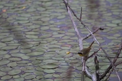 Geothlypis trichas occidentalis