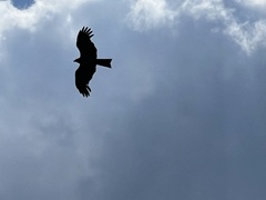 Milvus migrans