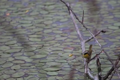 Geothlypis trichas occidentalis