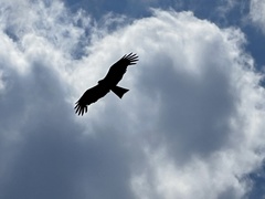 Milvus migrans