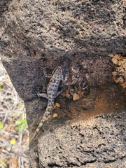 Phyllodactylus baurii