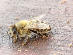 Apis mellifera