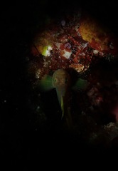 Priolepis aureoviridis