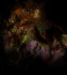 Priolepis aureoviridis
