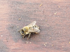Apis mellifera