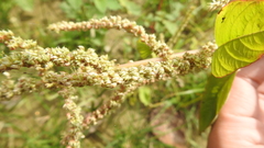 Amaranthus dubius