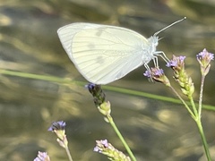 Pieris rapae