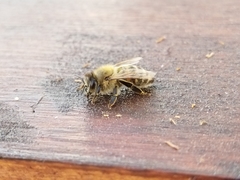 Apis mellifera
