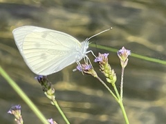 Pieris rapae