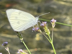 Pieris rapae