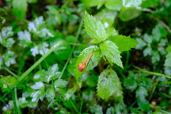 Erythranthe dentata