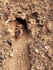 Hadruroides maculatus