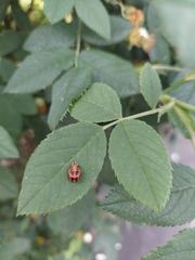Harmonia axyridis