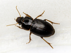 Harpalus pumilus