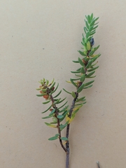 Thymelaea ruizii