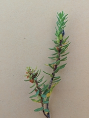 Thymelaea ruizii