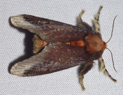 Doratifera oxleyi