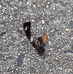 Hypolimnas bolina nerina