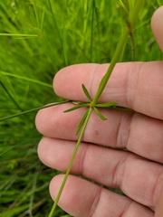 Galium elongatum