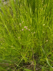 Galium elongatum